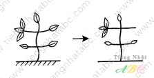 cách nhớ hán tự từ SINH ( 生)